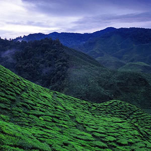 The beautiful Cameron Highlands