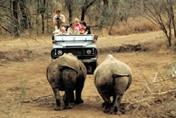 Safari in Mkhaya Game Reserve