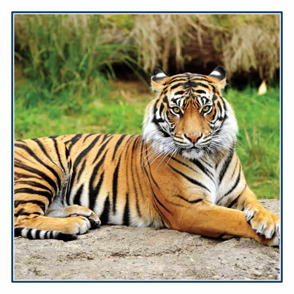 See the tigers at Ranthambore National Park